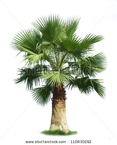 Fan Palm Trees Stock Images, Royalty.