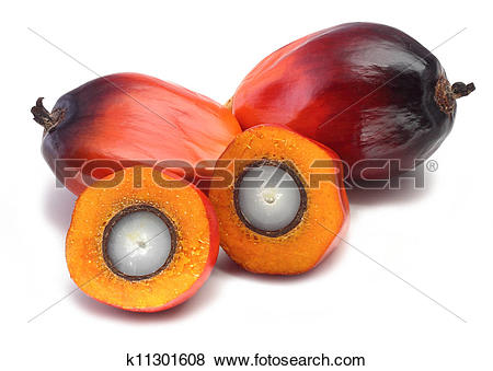 Pictures of Oil palm fruit k11301608.