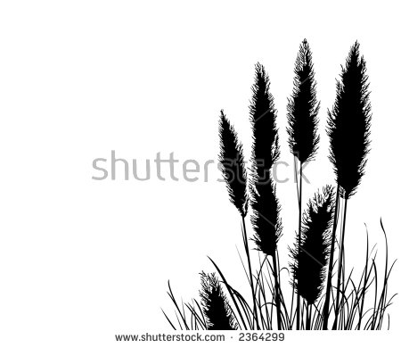 pampas Grass