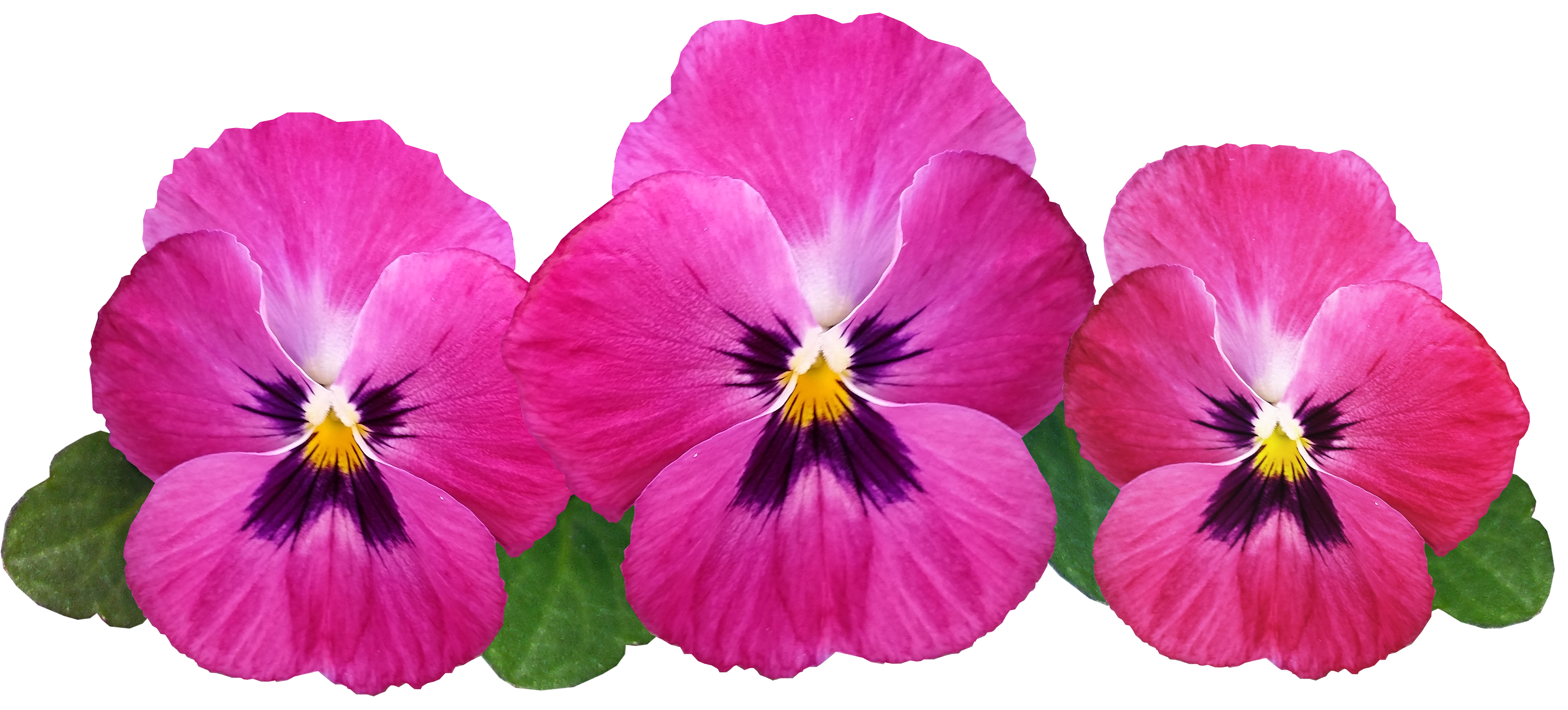 Pansies PNG Image.