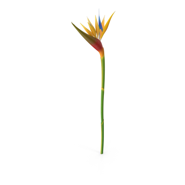 Bird of Paradise Flower PNG Images & PSDs for Download.