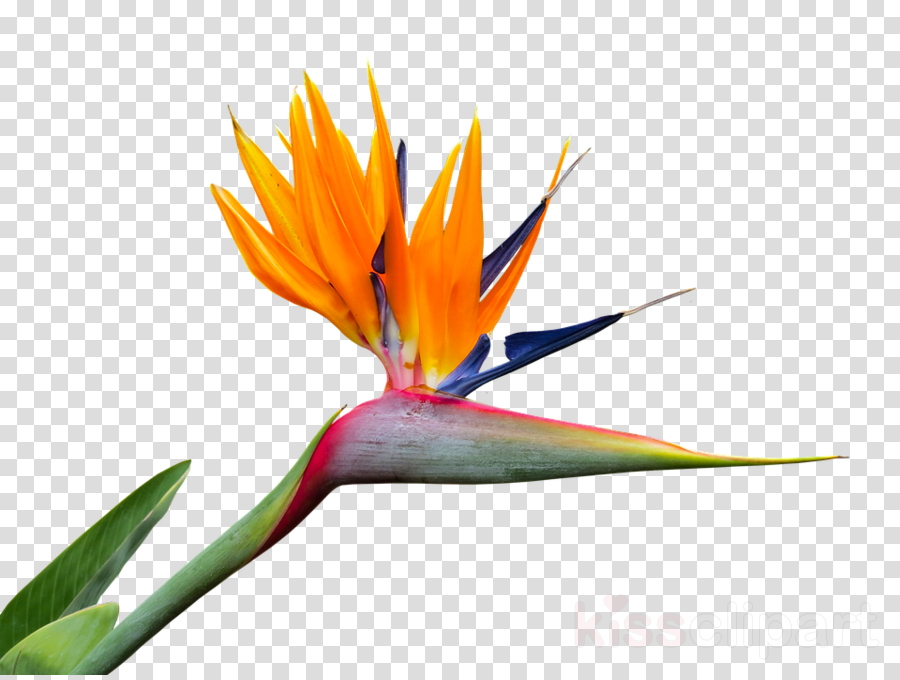 Bird Of Paradise clipart.