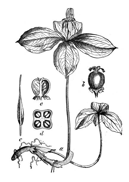 Paris Quadrifolia Clip Art, Vector Images & Illustrations.