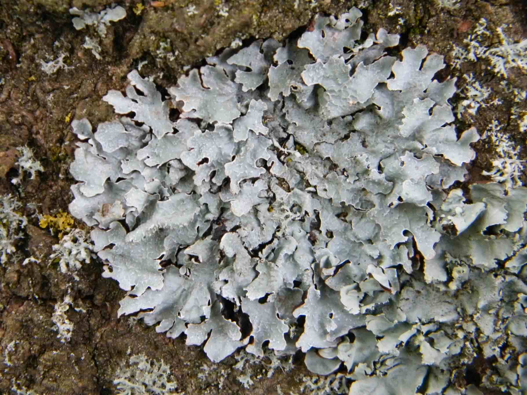 Shield lichen.