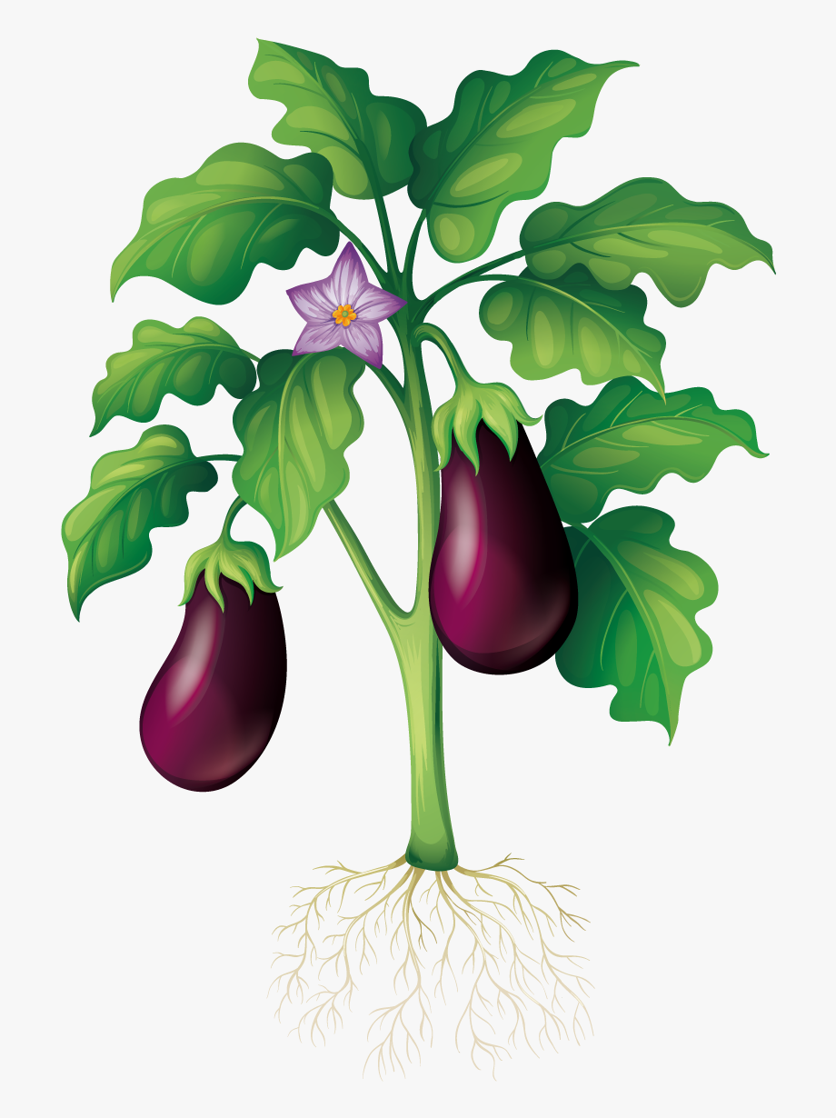 Eggplant Clipart Garden.