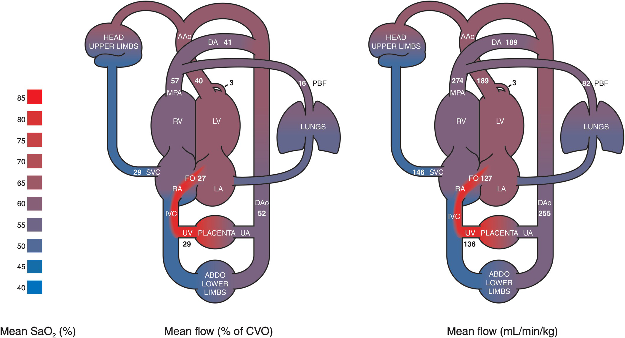 Fetal Cerebral Consequences of Structural Heart Disease: Can.