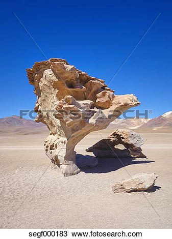 Stock Photo of South America, Bolivia, petrified tree at Salar de.