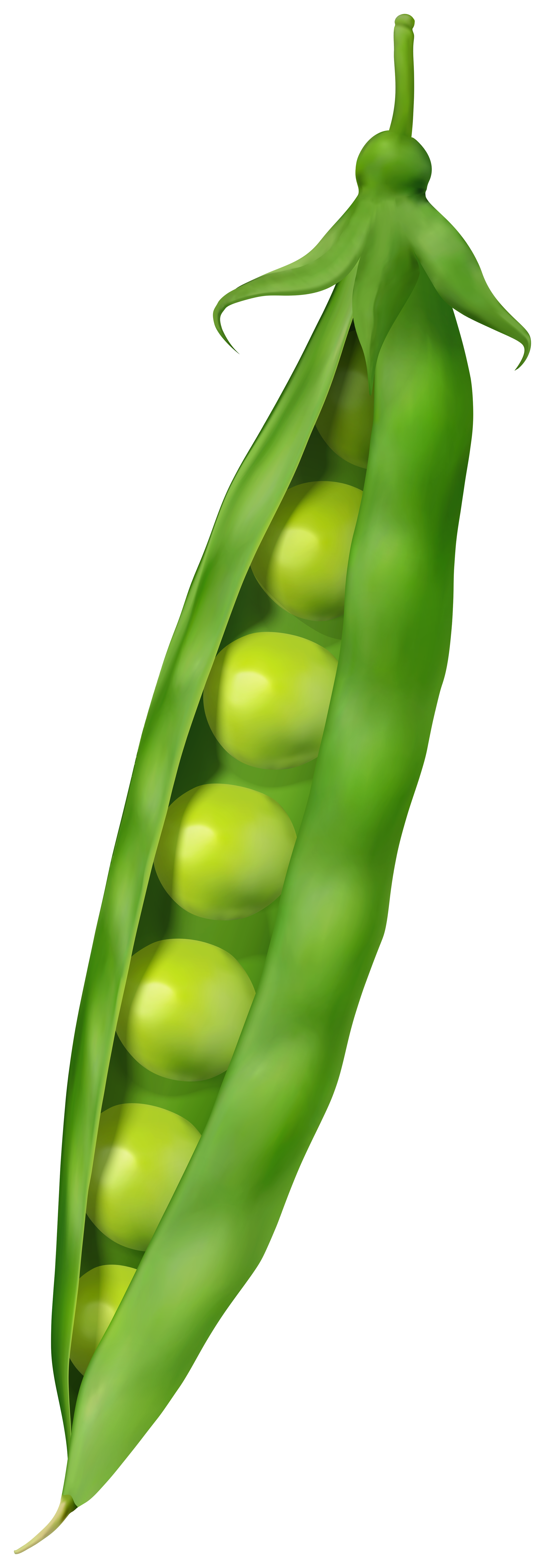 Green Pea PNG Clipart.