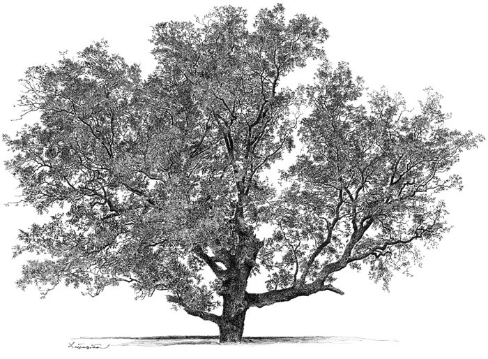 Pecan Tree Clipart.