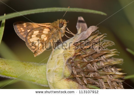 Polites Peckius Stock Photos, Royalty.