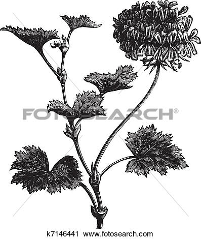 Clipart of Geranium or Storksbill or Pelargonium zonale, vintage.