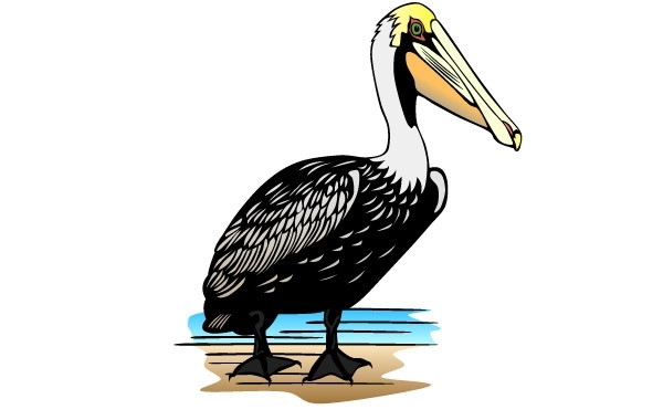 Free Vectors: Pelican clip art.