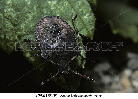 Stock Photograph of Stink Bug, Pentatomidae, Rice County.