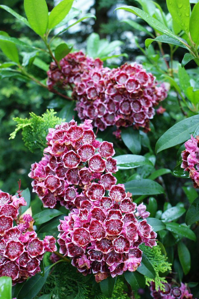 1000+ ideas about Kalmia Latifolia on Pinterest.