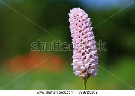 Persicaria Stock Images, Royalty.