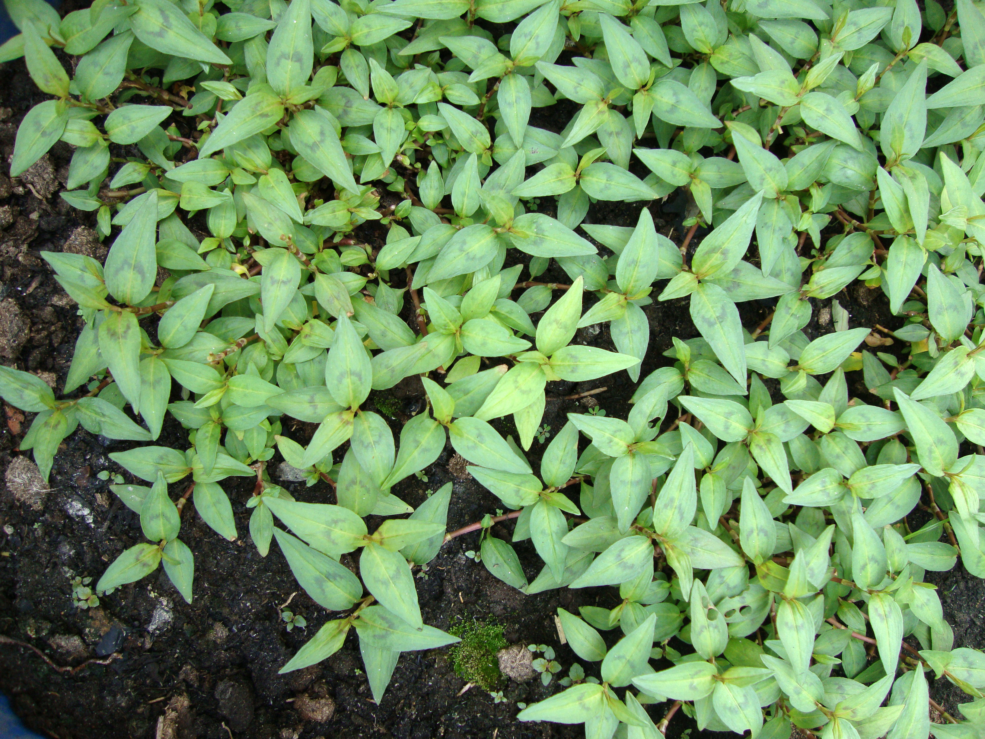 File:Persicaria odorata (2).JPG.