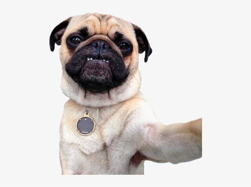 Perro, Png, And Pug Image.