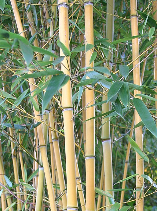 Giant Timber Bamboo Plant Cold Hardy to 15ºf Phyllostachys.