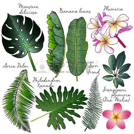 355 Philodendron Leaf Stock Illustrations, Cliparts And Royalty.