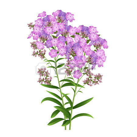 204 Phlox Cliparts, Stock Vector And Royalty Free Phlox Illustrations.