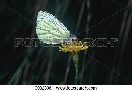 Stock Photography of Butterflies, Butterfly, Juniors, Pieridae.