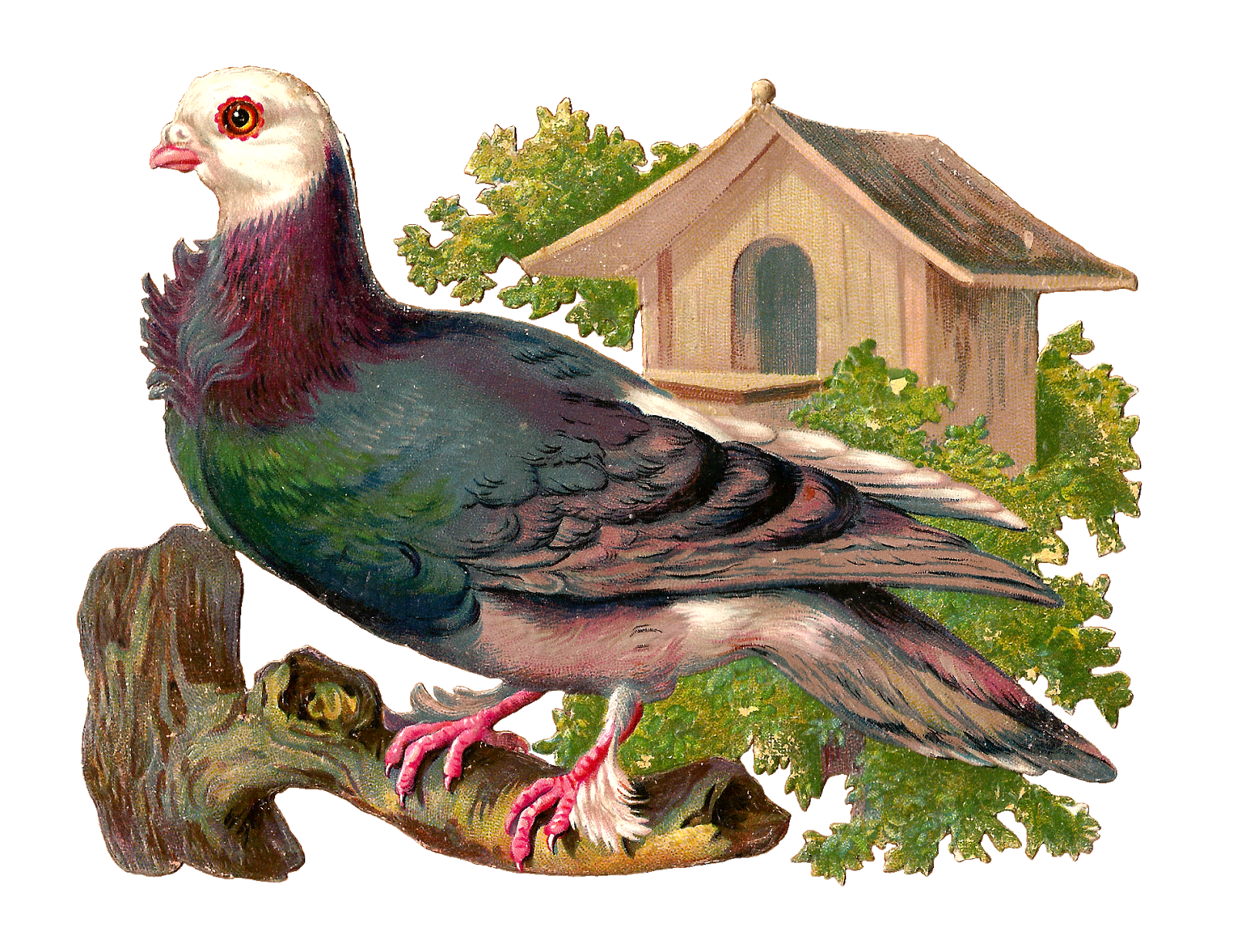 Antique Images: Free Pigeon Graphic: Victorian Scrap of Pigeon on.