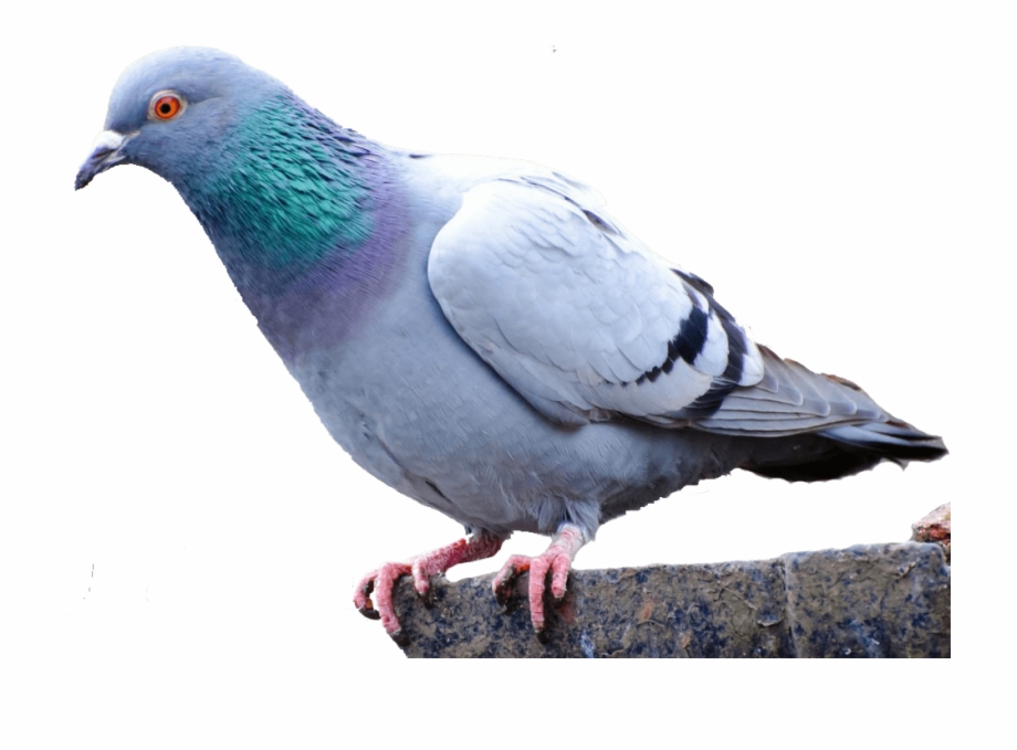 Pigeon Png.