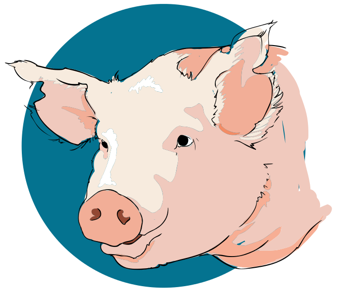 Pig Head Clipart Png.