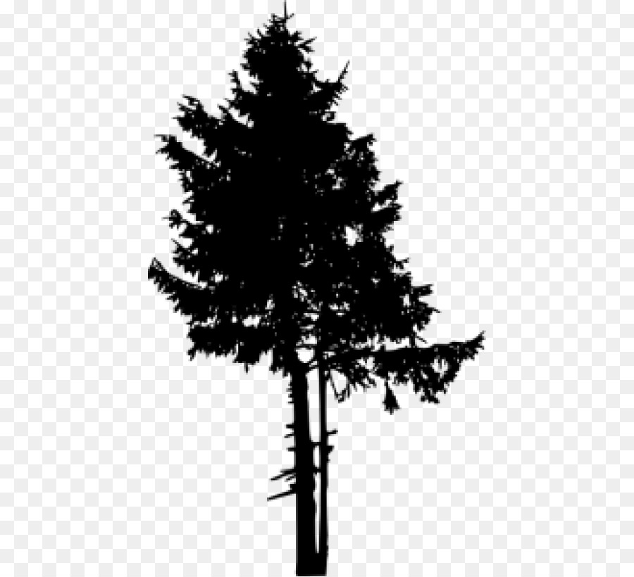 Pine Tree Conifers Clip art.