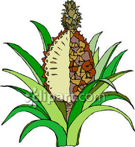 Pineapple plant clipart.