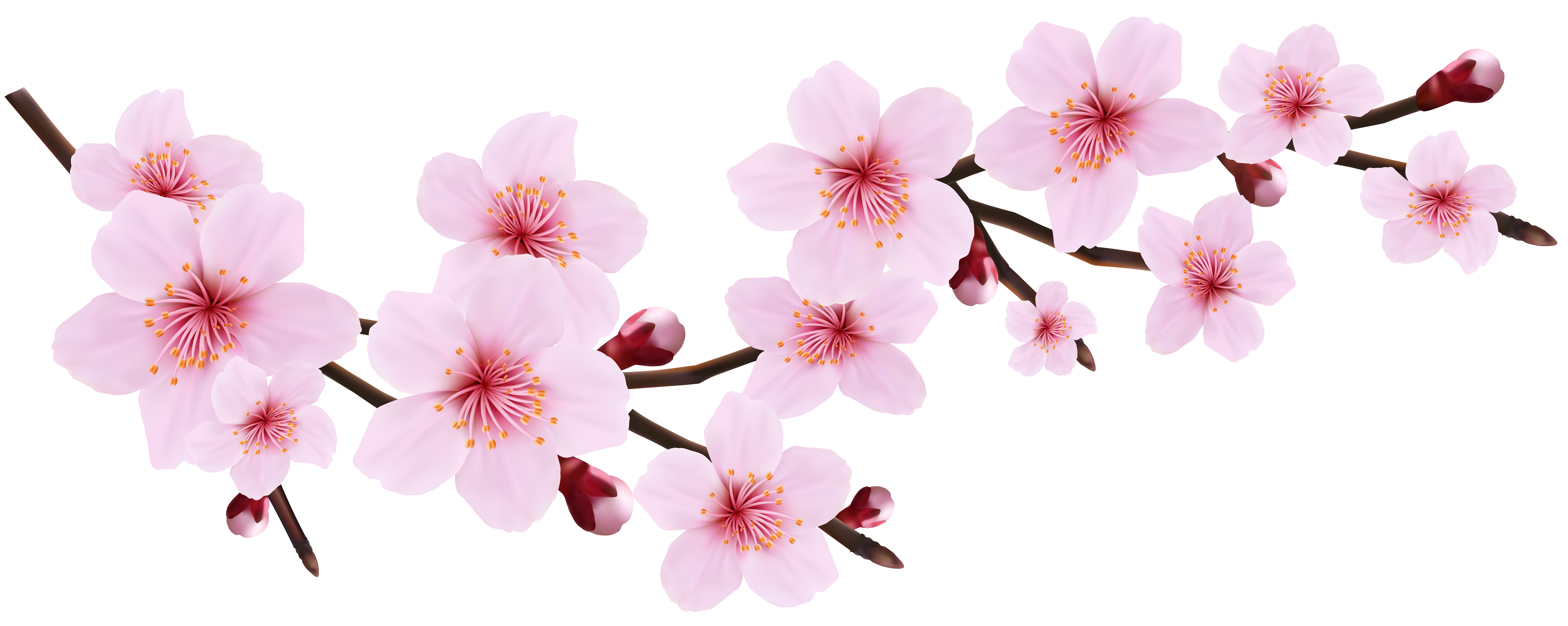 Blossom Spring Pink Twig Transparent PNG Clip Art Image.