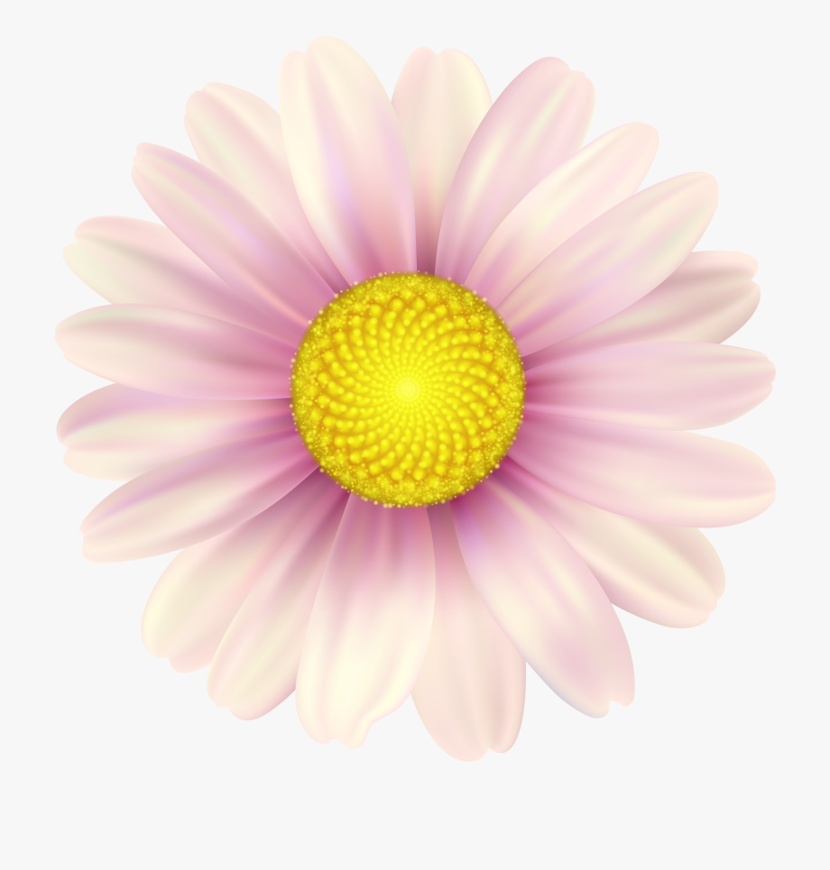 Pink Daisy Clip Art Image Gallery Yopriceville.