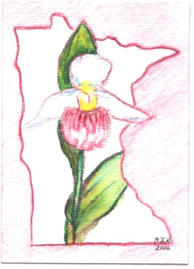 minnesota lady slipper flower botantical drawing.