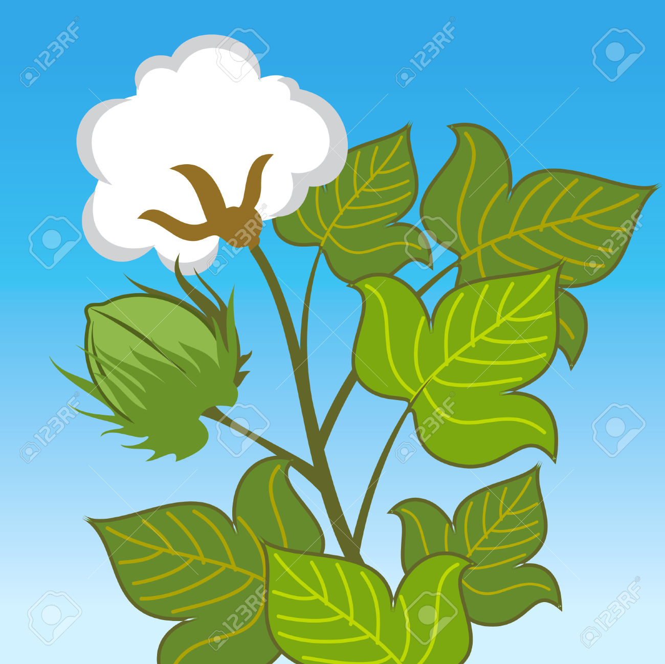 Cotton Plant Close Up On Blue Background Royalty Free Cliparts.