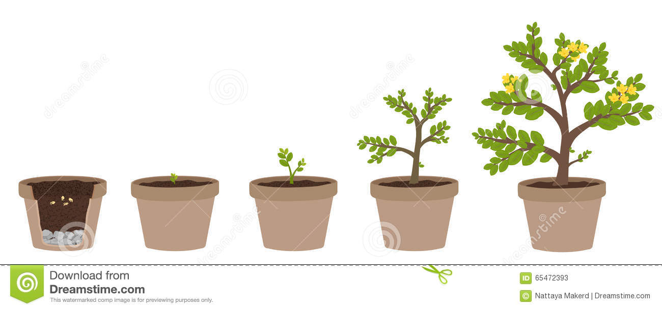 How Do Plants Grow Clipart.