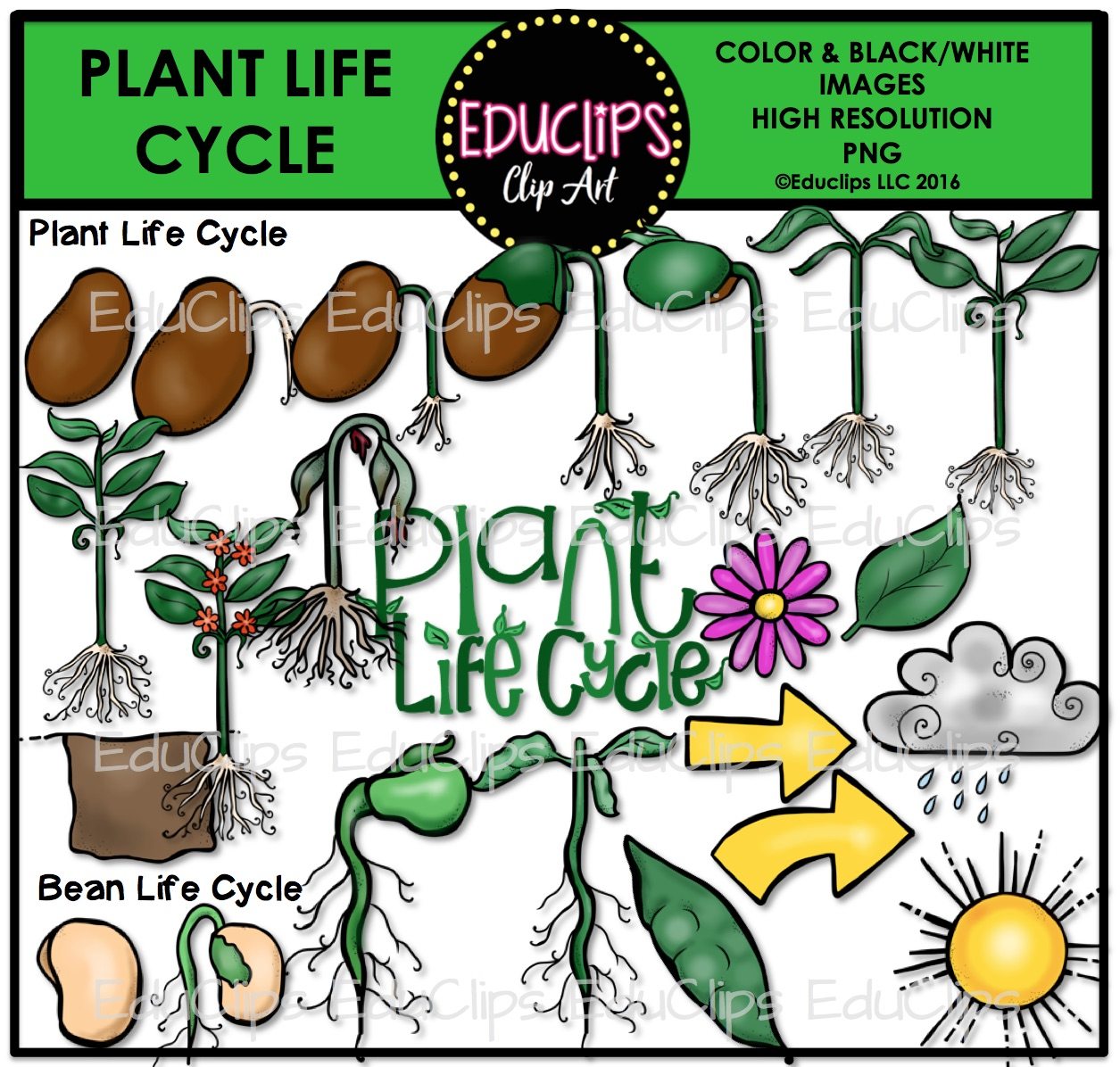 Plant life cycle clipart 8 » Clipart Station.