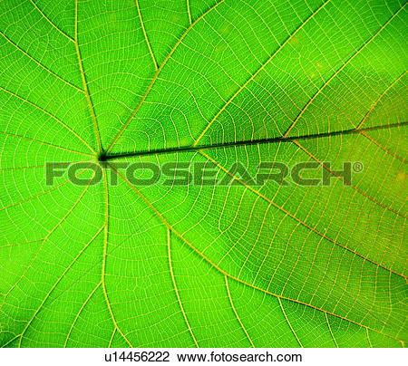 Stock Photo of decorative design, plant, texture, leaf, grain.