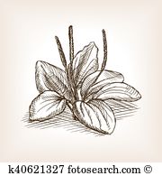 Plantago Clip Art Vector Graphics. 14 plantago EPS clipart vector.