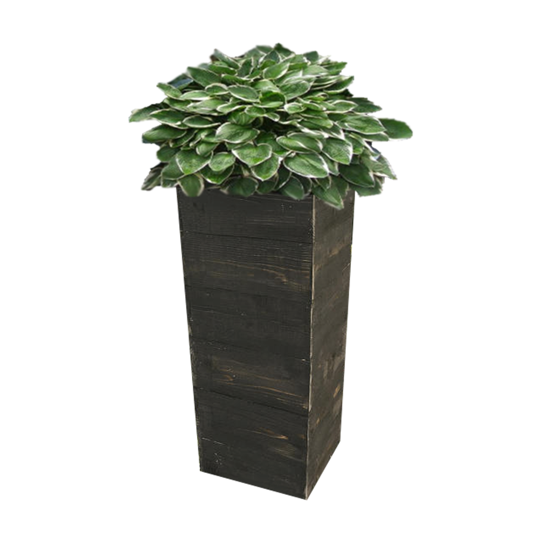 Planter Png (107+ images in Collection) Page 3.