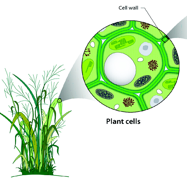 Plant Cell Wall.