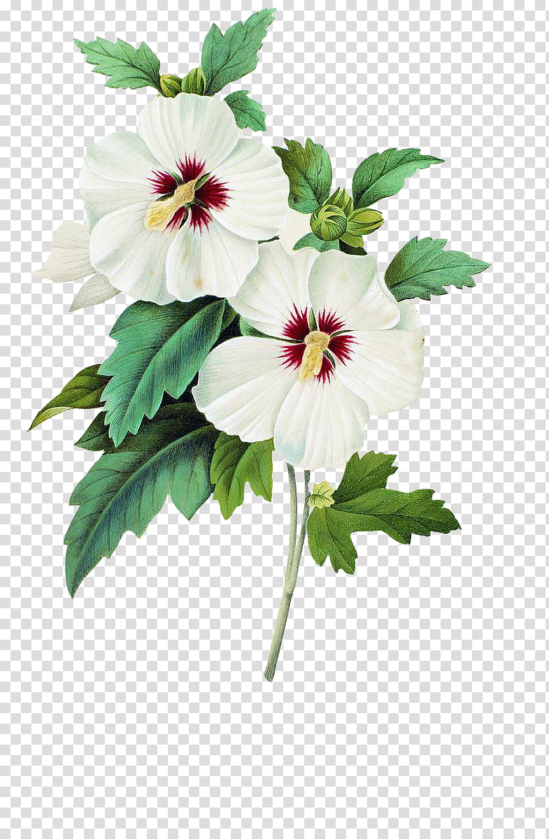 Plants X, white flowers transparent background PNG clipart.