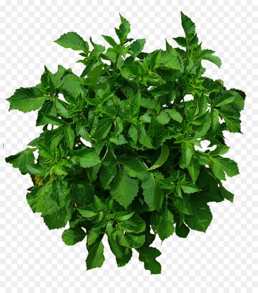 Download Free png plants plan view png.