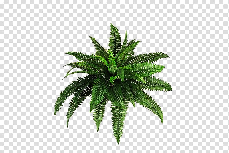 Plant , Plants transparent background PNG clipart.