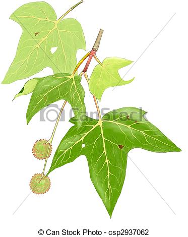 Sycamore Clip Art and Stock Illustrations. 460 Sycamore EPS.