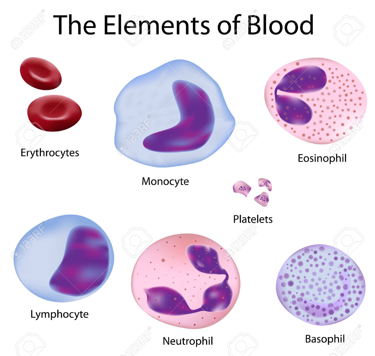 Platelets Clip Art.