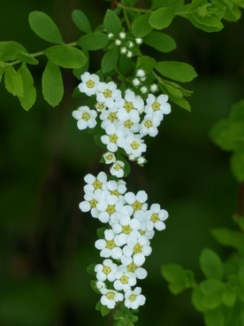 Panicles free stock photos download (27 Free stock photos) for.