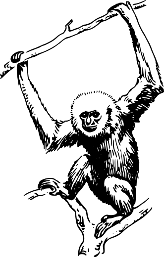 Primate clipart.