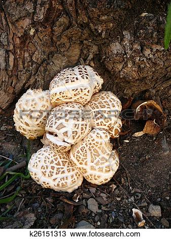 Stock Photo of Puff Balls k26151313.