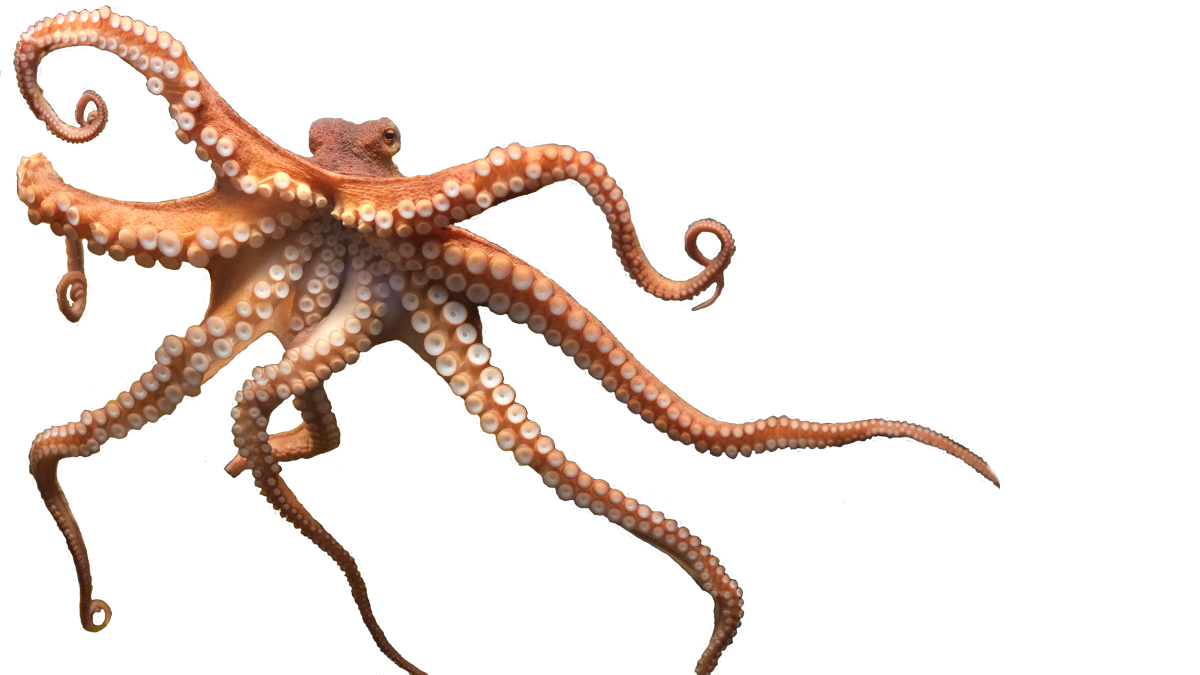 Free Octopus Png, Download Free Clip Art, Free Clip Art on.