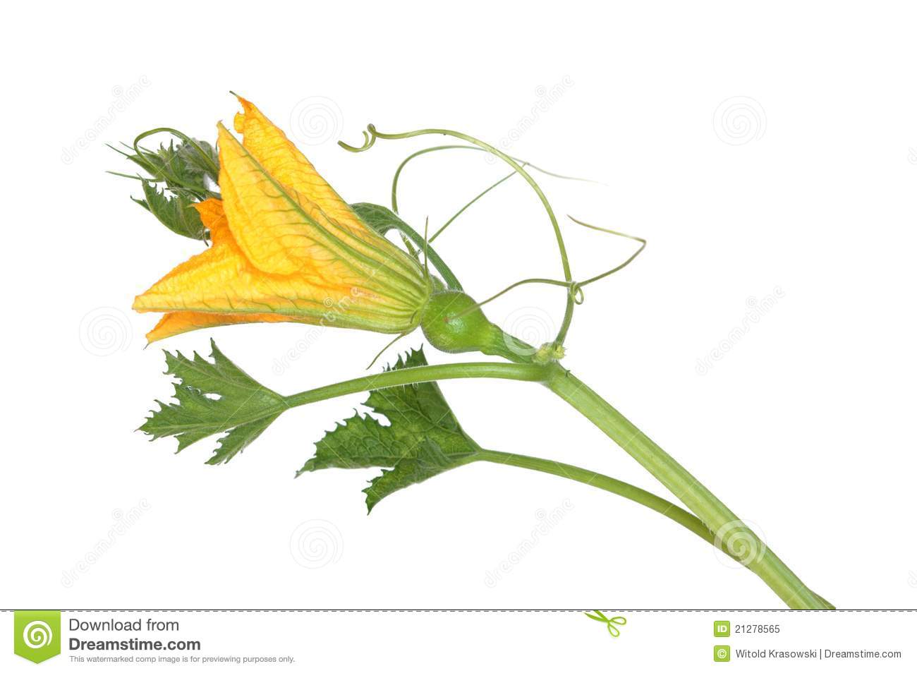 Free Pumpkin Blossom Cliparts, Download Free Clip Art, Free.